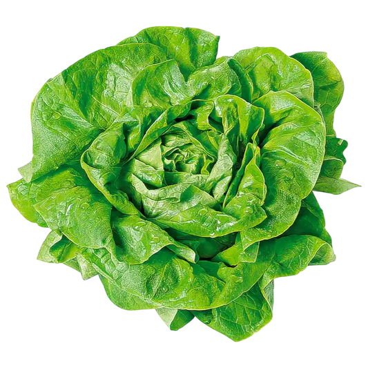 Fresh Butterhead Lettuce — Soft Tender Green Lettuce  1 piece